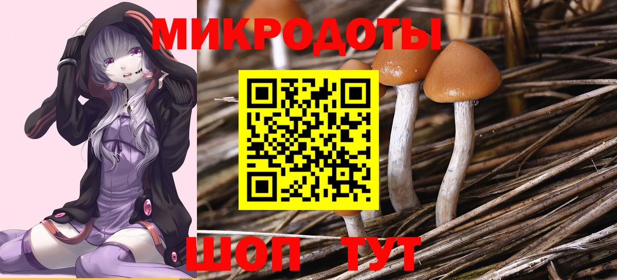 Галлюциногенные грибы Psilocybe  Вход с VPN  Тосно  Галлюциногенные грибы прущие грибы 